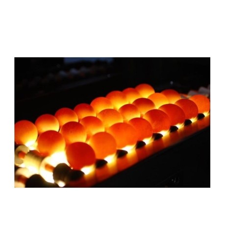 SORTOWNIK DO JAJEK GG-J3