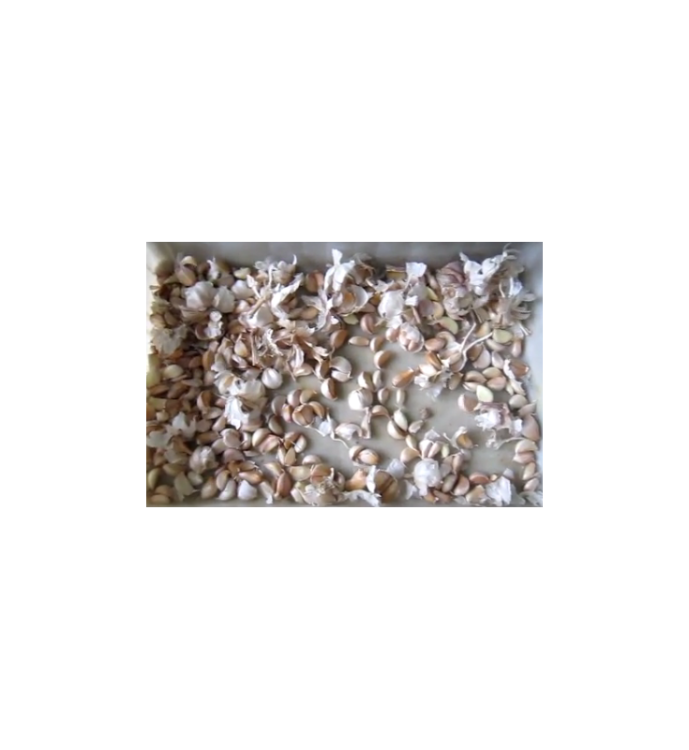 LINIA DO ROZDRABNIANIA I OBIERANIA CZOSNKU 1000 kg